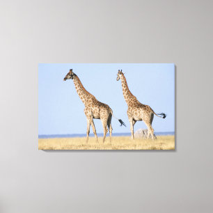 Etosha National Park, Namibia Canvas Print