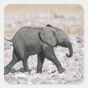 Etosha National Park, Namibia Square Sticker