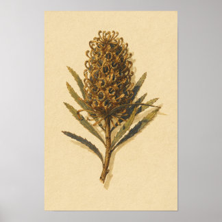 Étude botanique du cône de banksia – Affiche 12 x