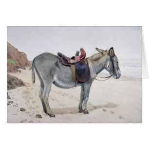 Études des animaux