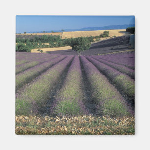EU, France, Provence, Lavender fields 2 Magnet