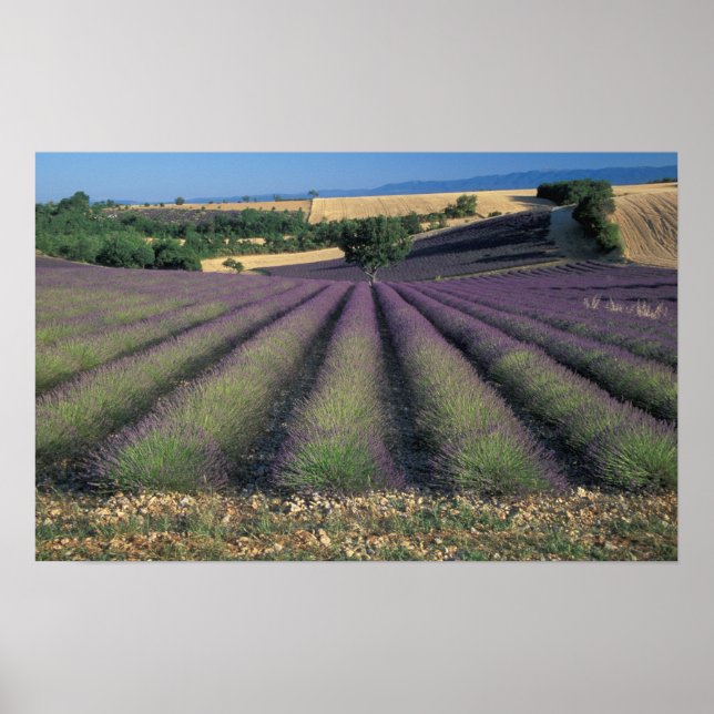 EU, France, Provence, Lavender fields 2 Poster (Front)