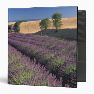 EU, France, Provence, Lavender fields 3 Binder