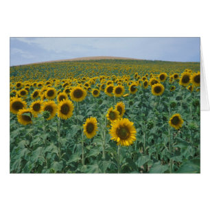 EU, France, Provence, Sunflower field