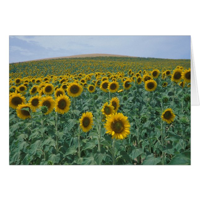EU, France, Provence, Sunflower field (Front Horizontal)