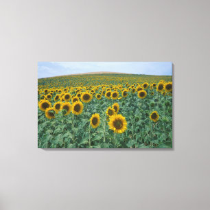 EU, France, Provence, Sunflower field Canvas Print