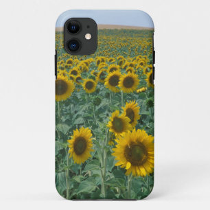 EU, France, Provence, Sunflower field iPhone 11 Case
