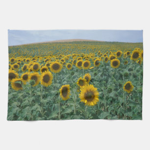 EU, France, Provence, Sunflower field Kitchen Towel
