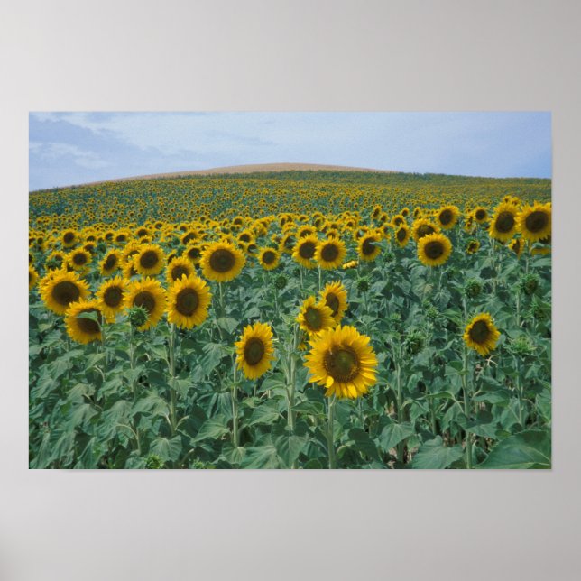 EU, France, Provence, Sunflower field Poster (Front)