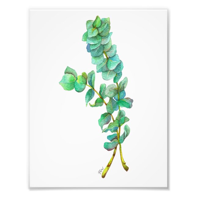 Eucalyptus 01 photo print (Front)