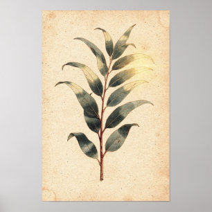 Eucalyptus Sprig Botanical Poster on Ivory