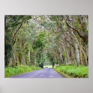 Eucalyptus Tree Tunnel, Kauai, Hawaii Poster
