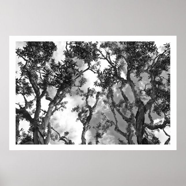 Eucalyptus Treetops Poster (Front)