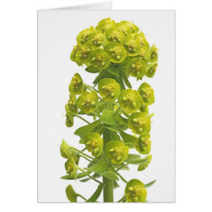Euphorbia