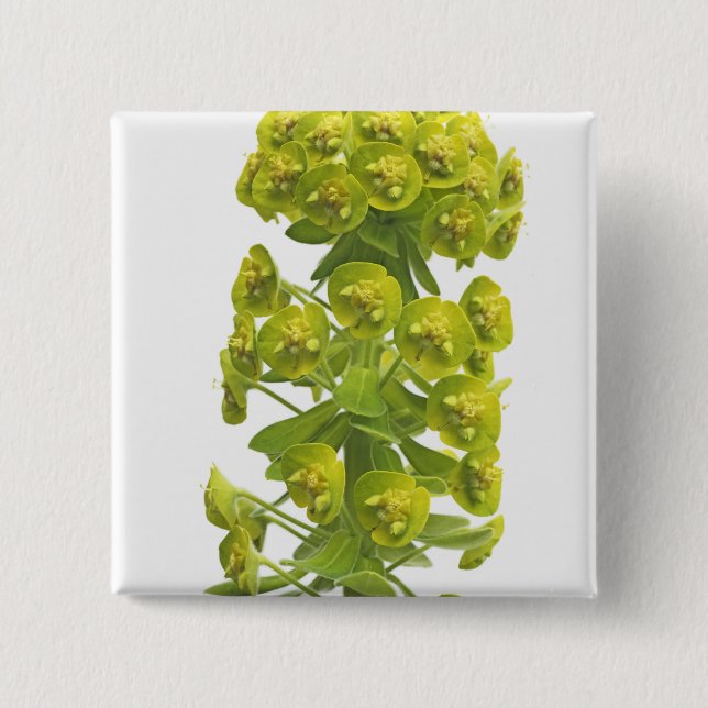 Euphorbia 2 Inch Square Button (Front)