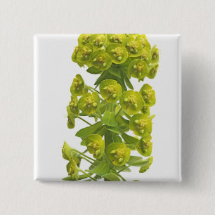 Euphorbia 2 Inch Square Button