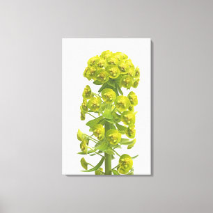 Euphorbia Canvas Print