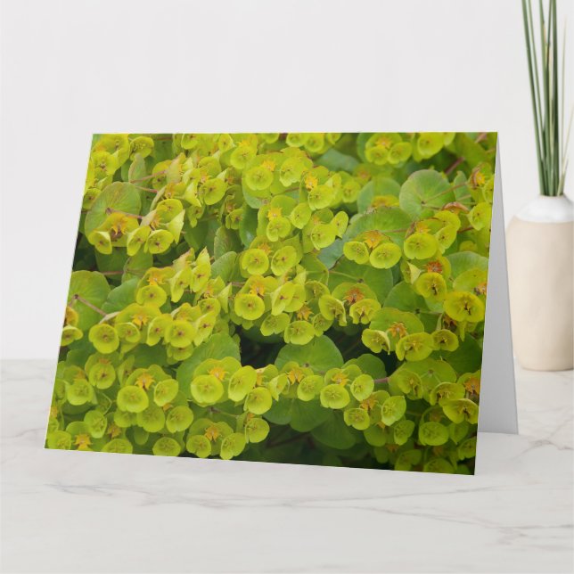 Euphorbia Card (Front)