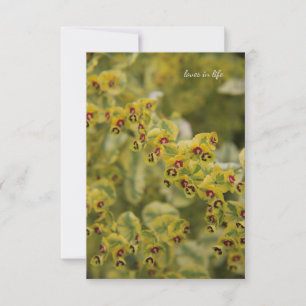 Euphorbia Card