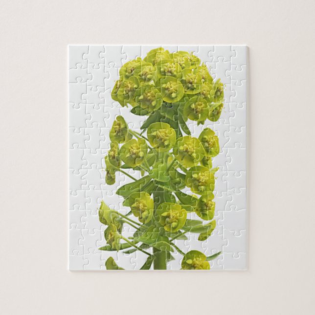Euphorbia Jigsaw Puzzle (Vertical)