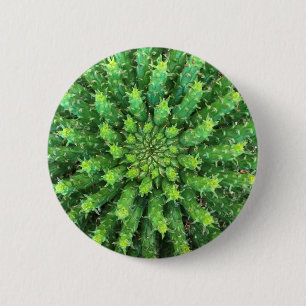 Euphorbia Medusa Green Cactus Succulent 2 Inch Round Button