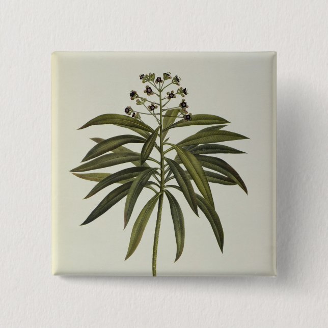 Euphorbia Mellifera 2 Inch Square Button (Front)