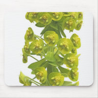 Euphorbia