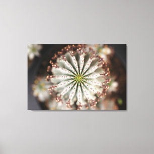 Euphorbia polygona 'Snowflake' canvas print