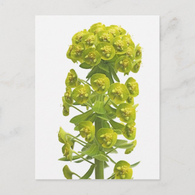 Euphorbia Postcard (Front)