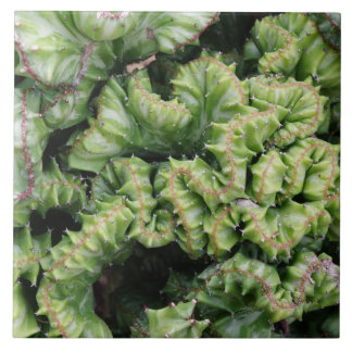 Euphorbia Tile