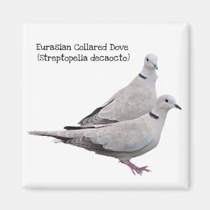 Eurasian Collared Dove Magnet