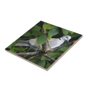 Eurasian Collared Dove on the Cherry Tree Tile