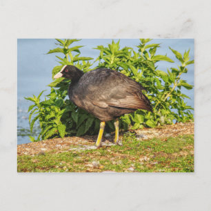 Eurasian Coot, Roath Park Lake, Cardiff, Wales. Po Postcard