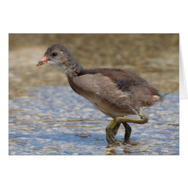 Eurasian Coot Young Chick (Front Horizontal)