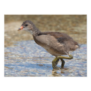Eurasian Coot Young Chick Photo Print