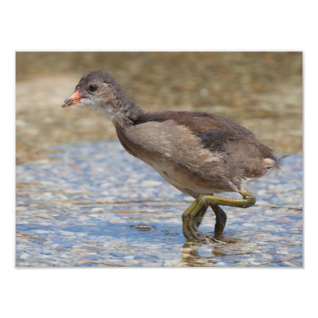 Eurasian Coot Young Chick Photo Print (Front)
