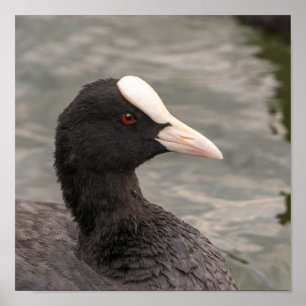 Eurasian coot's portrait poster