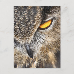 Eurasian Eagle Owl (Bubo bubo) Postcard