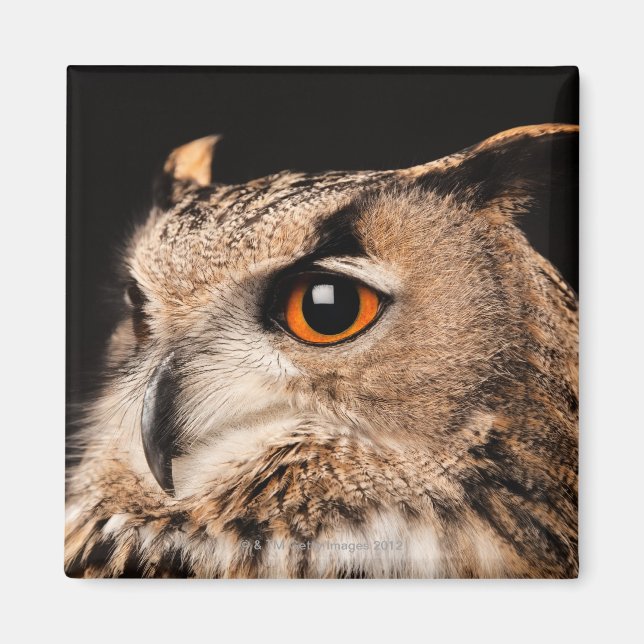 Eurasian Eagle Owl Magnet (Front)