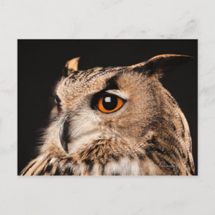 Eurasian Eagle Owl Postcard
