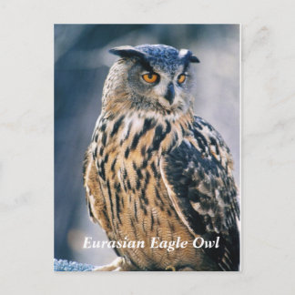 Eurasian Eagle Owl Postcard
