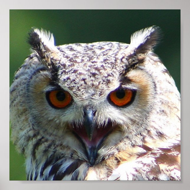 Eurasian Eagle-owl Poster (Front)