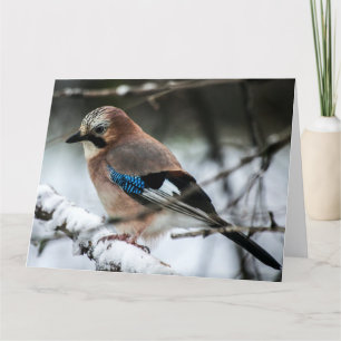 Eurasian Jay on a Snowy Branch Big Greeting Card