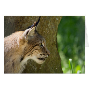 Eurasian Lynx