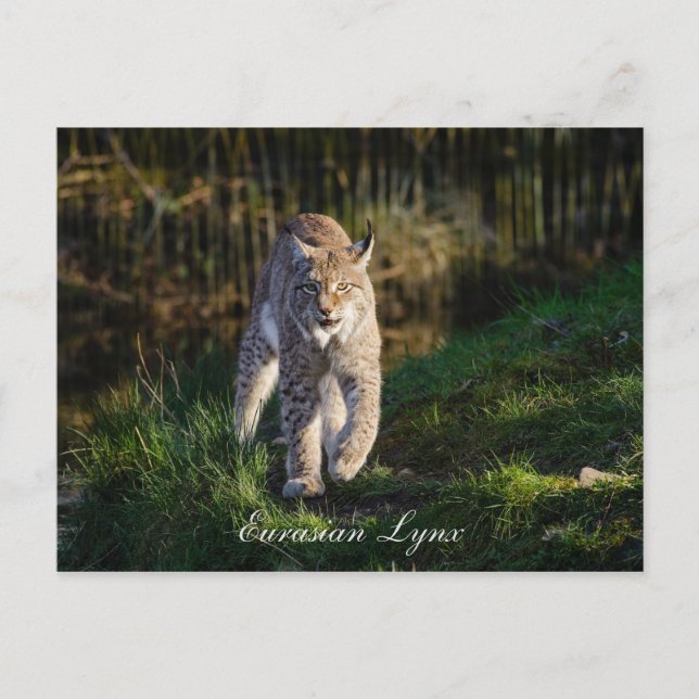 Eurasian Lynx Postcard (Front)