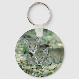 Eurasian lynx, young kittens playing keychain