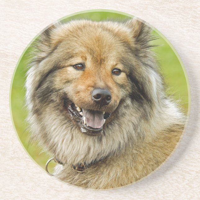 Eurasian , medium , spitz-like , dog coaster (Front)