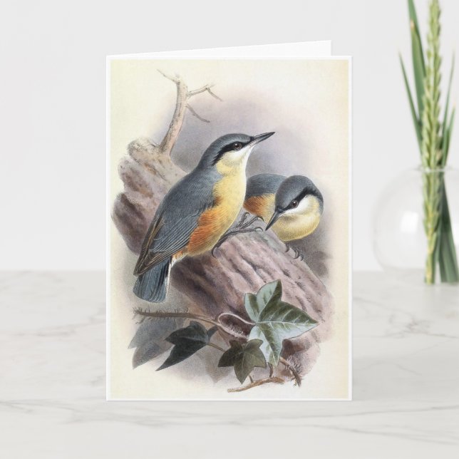 Eurasian Nuthatch - Carte d'oiseaux (Devant)