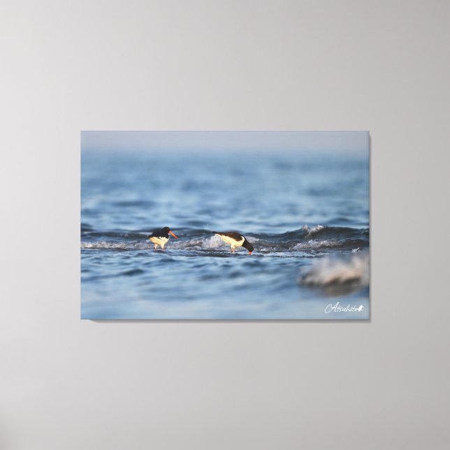 Eurasian oystercatcher canvas print (Front)