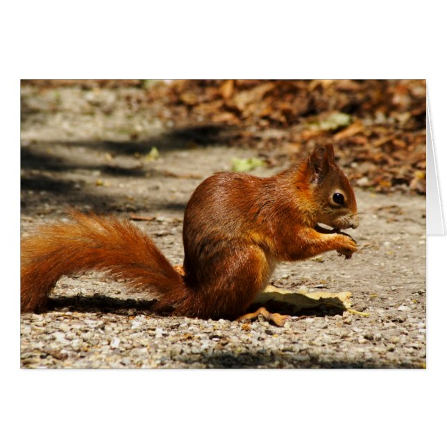 Eurasian red squirrel (Front Horizontal)